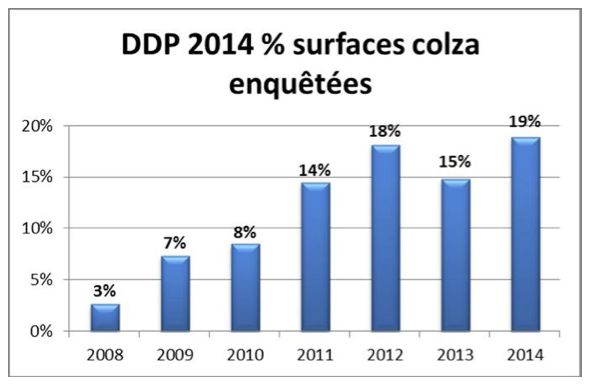 surfaces_colza
