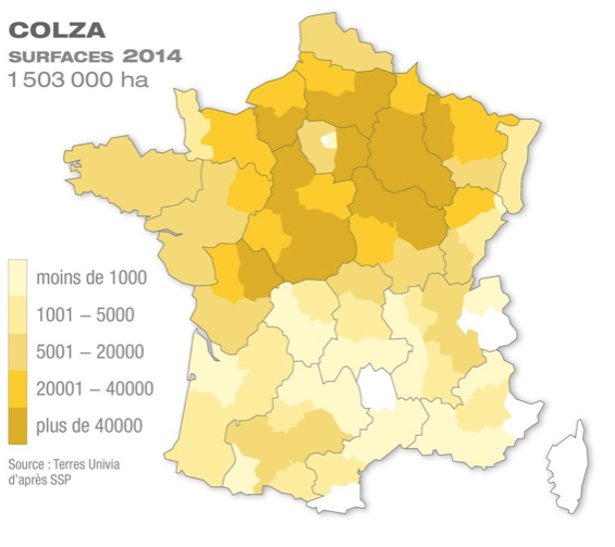 zones colza