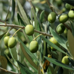 floraison olive