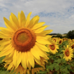 floraison tournesol