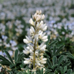 floraison lupin