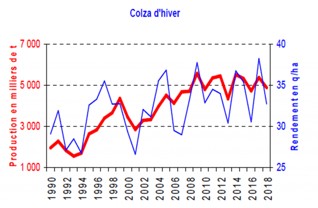 Colza d'hiver - Colza - FOP